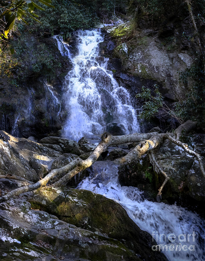 Smoky Mountains Spruce Flat Falls Photograph by Theresa D Williams