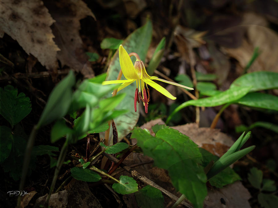 Smoky Mountains Trout Lily Photograph by Theresa D Williams