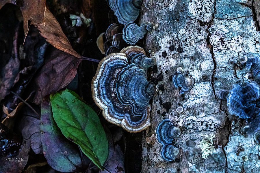 Smoky Mountains Turkey Tail Photograph by Theresa D Williams