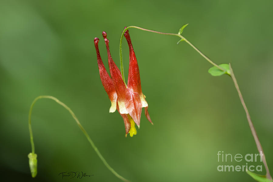 Smoky Mountains Wildflower Columbine Photograph by Theresa D Williams