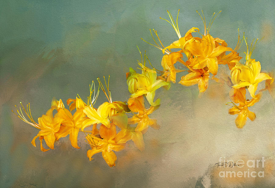 Smoky Mountains Wildflower Flame Azaleas Photograph by Theresa D Williams