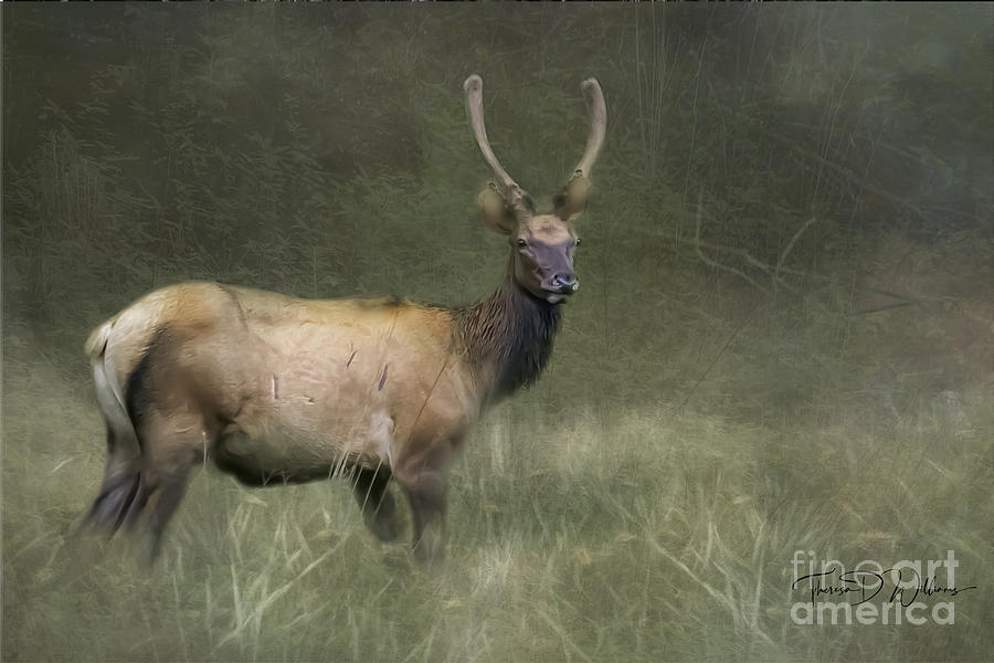 Smoky Mountains Young Bull Elk Photograph by Theresa D Williams