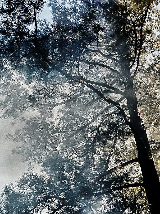 Smoky Trees Photograph by Stephen Dorton