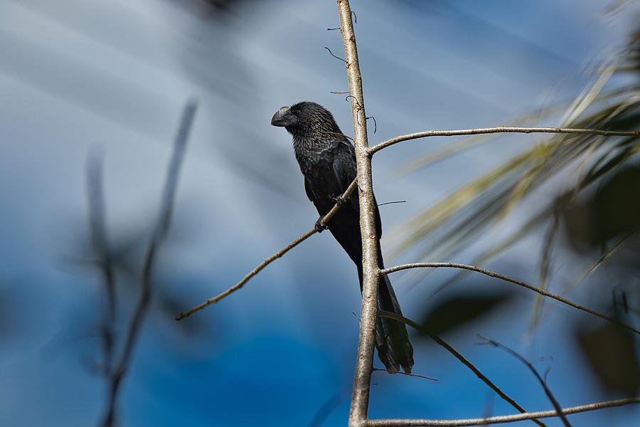 Smooth-billed ani Photograph by Montez Kerr