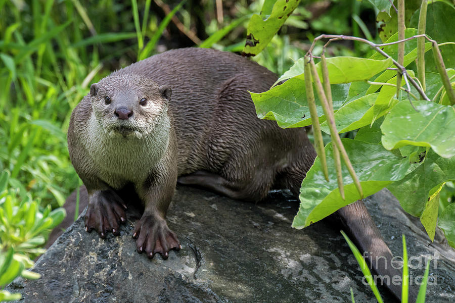 Smooth-Coated Otter Photograph by Arterra Picture Library