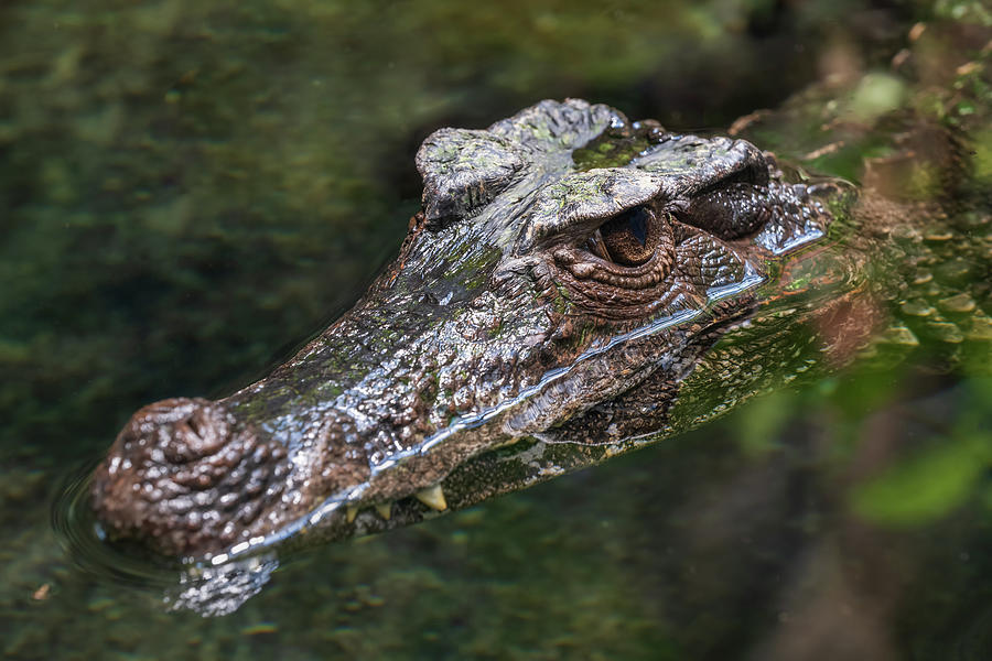 Smooth-fronted Caiman Head In Water Photograph by Artur Bogacki