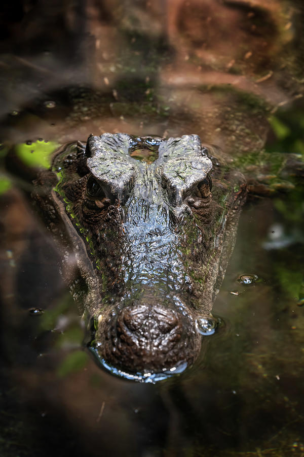 Smooth-fronted Caiman In Water Photograph by Artur Bogacki