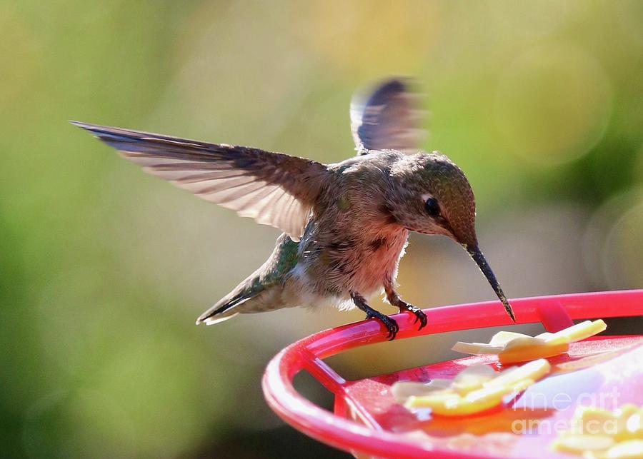 Smooth Landing Hummingbird Photograph by Carol Groenen