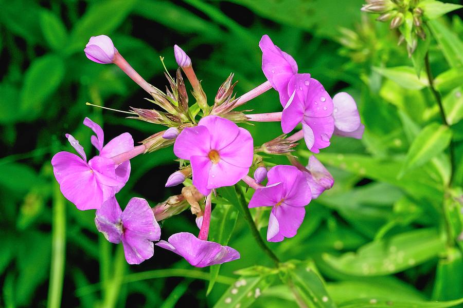 Smooth Phlox Photograph by Paul Rebmann Smooth Phlox Photograph by Paul Rebmann