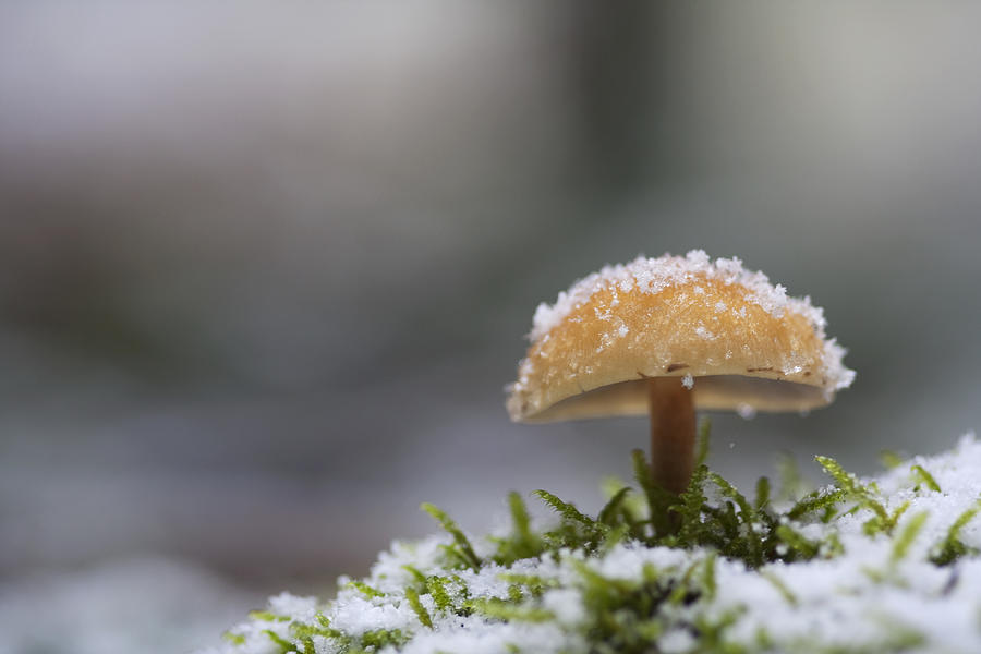Smooth shroom and snow Photograph by Geoffrey Gilson Photography