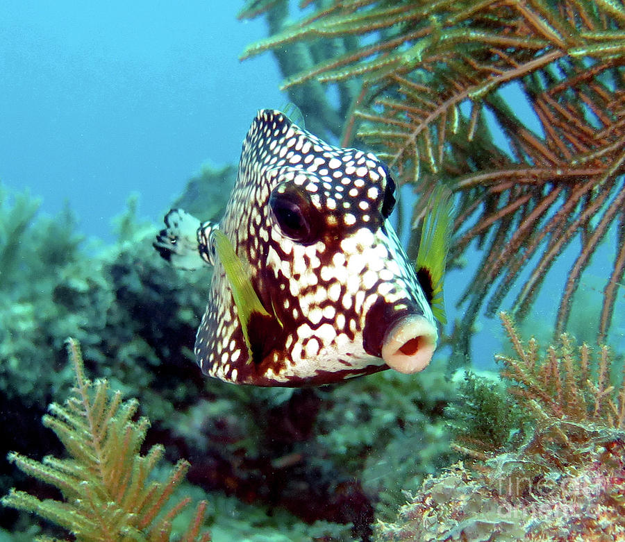 Smooth Trunkfish 13 Photograph By Daryl Duda - Fine Art America