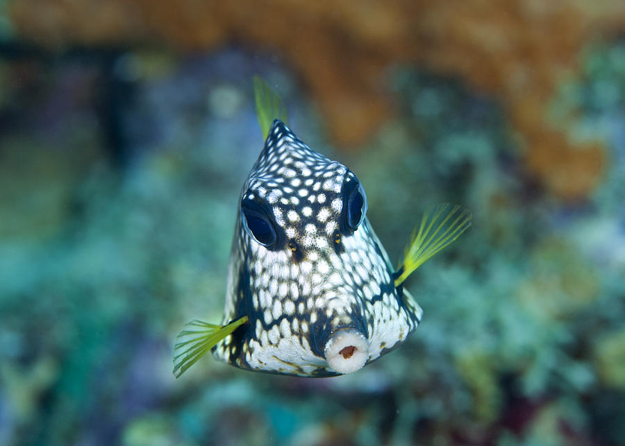 Smooth Trunkfish. Photograph by Paul Souders