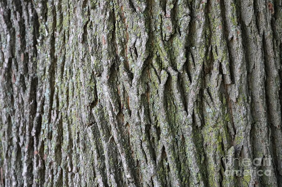 Smoothbark Hickory Photograph By Maria Faria Rodrigues