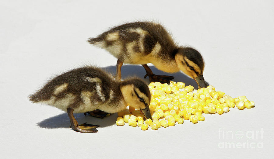 Snack Time for Baby Ducks Photograph by Michele Burgess