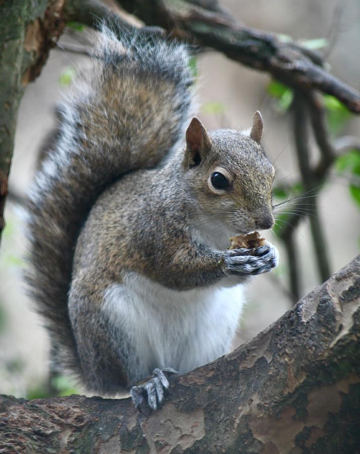 Snack Time for Squirrel Photograph by Richard Bryce and Family - Fine ...