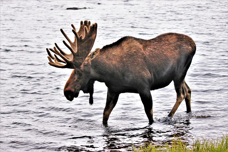 Snack Time Photograph by Larry Kniskern - Pixels