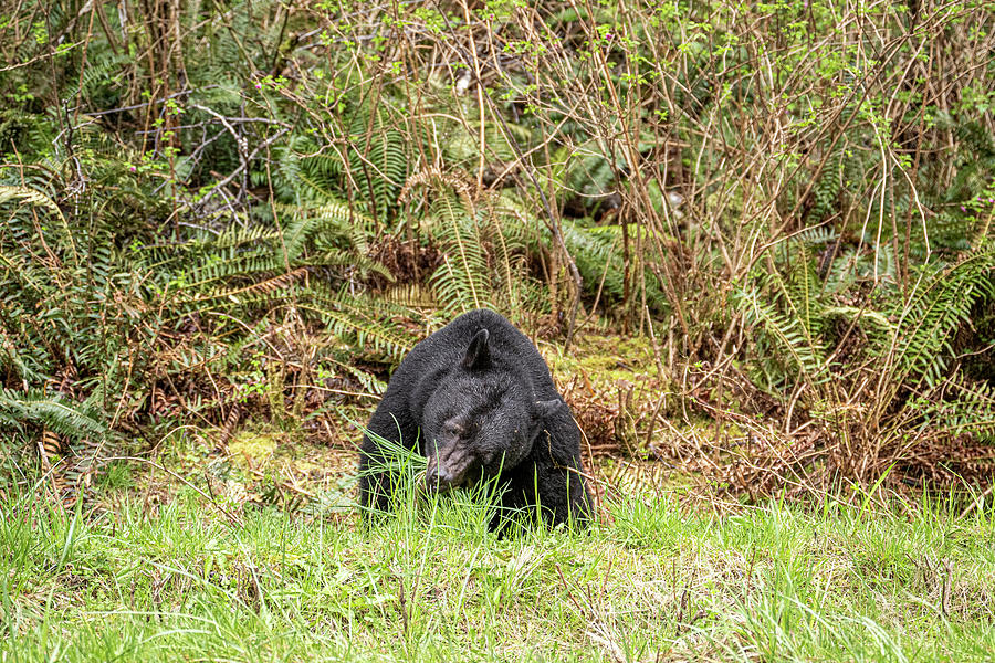 Snack time Photograph by Canadart - Snack time Photograph by Canadart -