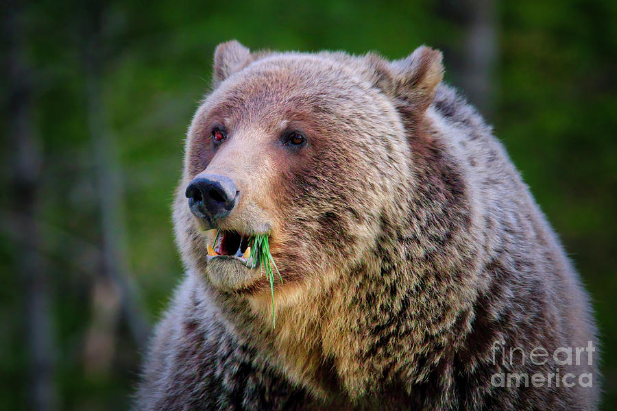 Snacking grizzly Photograph by Thomas Nay