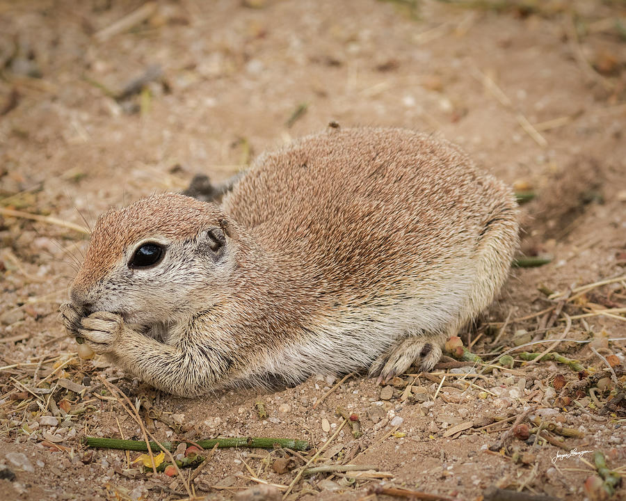 Snacking Ground Squirrel Photograph by Jurgen Lorenzen