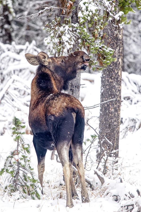 Snacking Moose Photograph by Paul Freidlund
