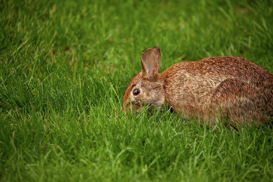 Wildlife Photograph - Snacking Rabbit by Karol Livote