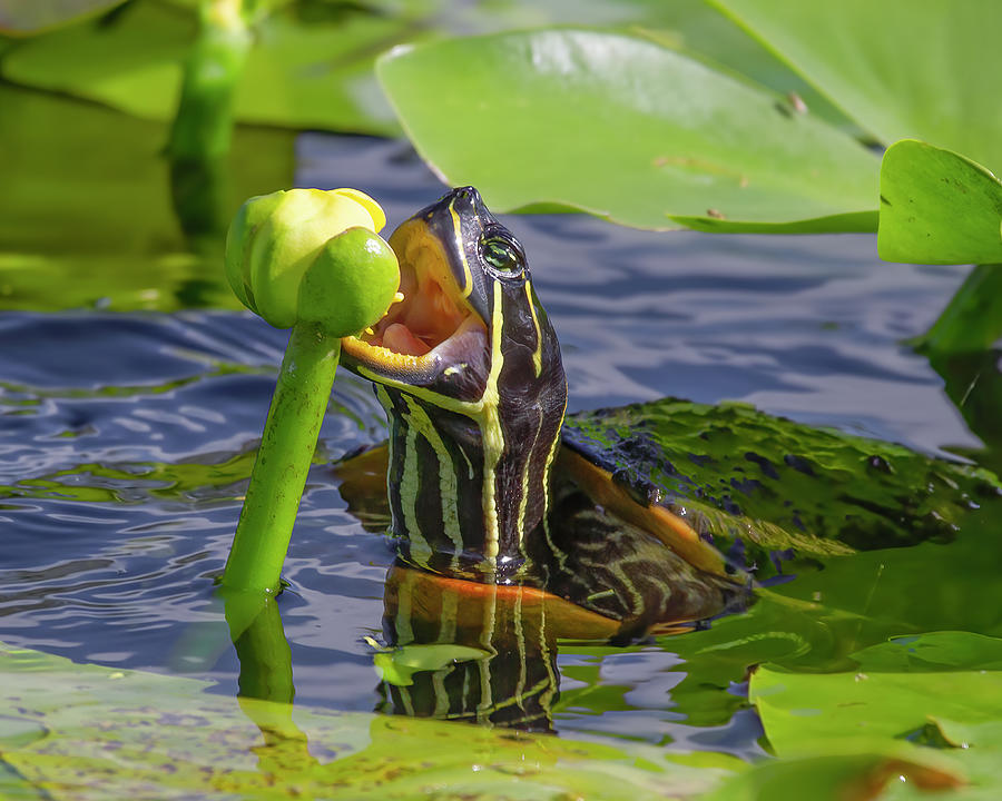 Snacking Turtle Photograph by Mark Andrew Thomas