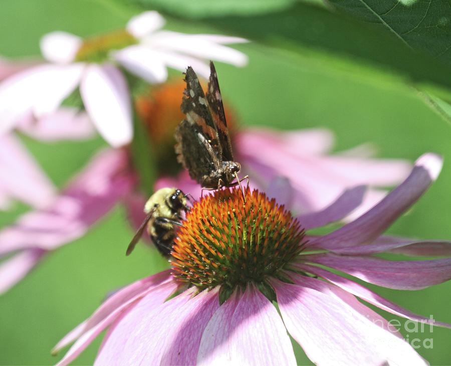 Flower Photograph - Snacktime for a Bee and a Butterfly by Patricia Youngquist