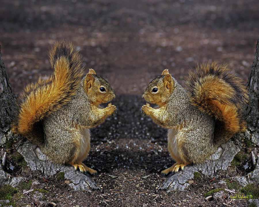 Snacktime in Squirrelville 8x10 Format Photograph by Ben Upham III