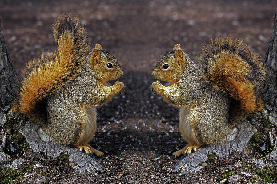 Snacktime in Squirrelville Photograph by Ben Upham III