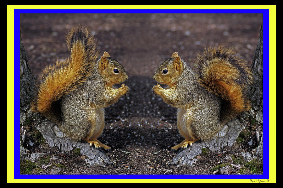 Snacktime in Squirrelville in a 3 Color Frame Photograph by Ben Upham III