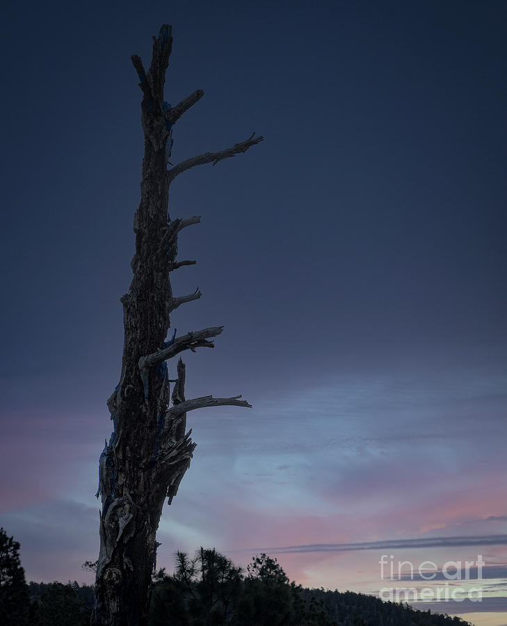 Snag At Dawn Photograph by Jim Wilce