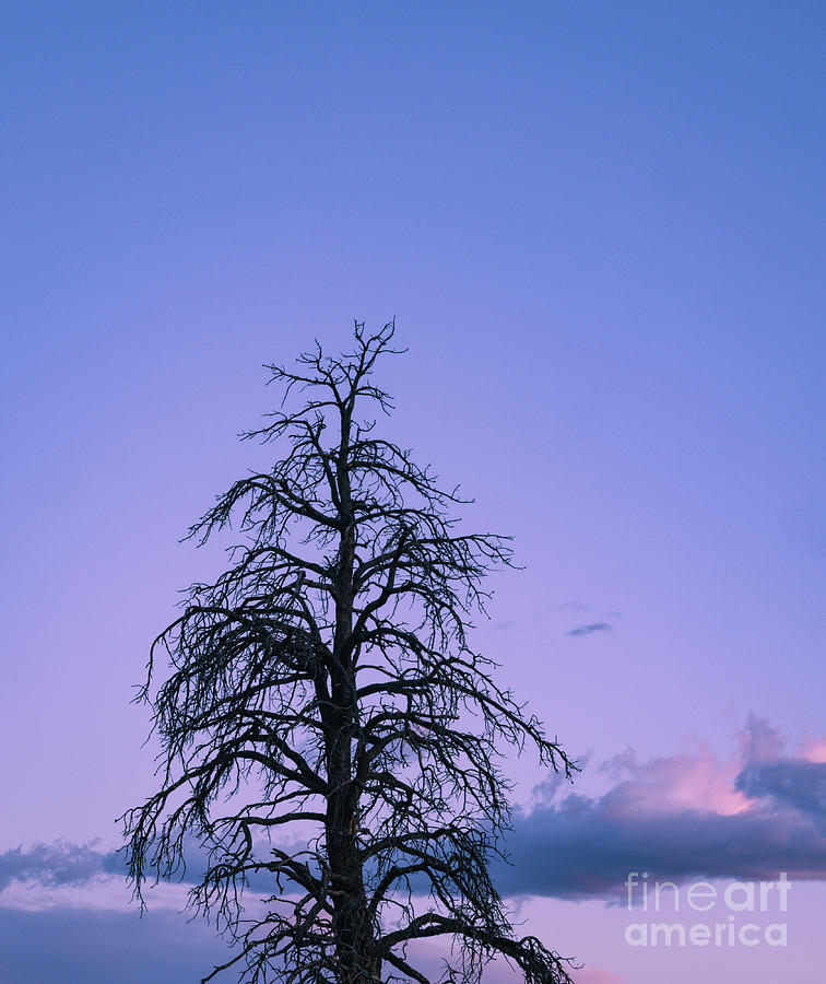 Tree Photograph - Snag At Sunset Crater National Monument by Jim Wilce