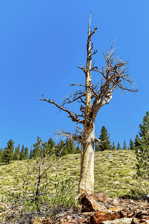 Snag Photograph by Kelley King - Fine Art America