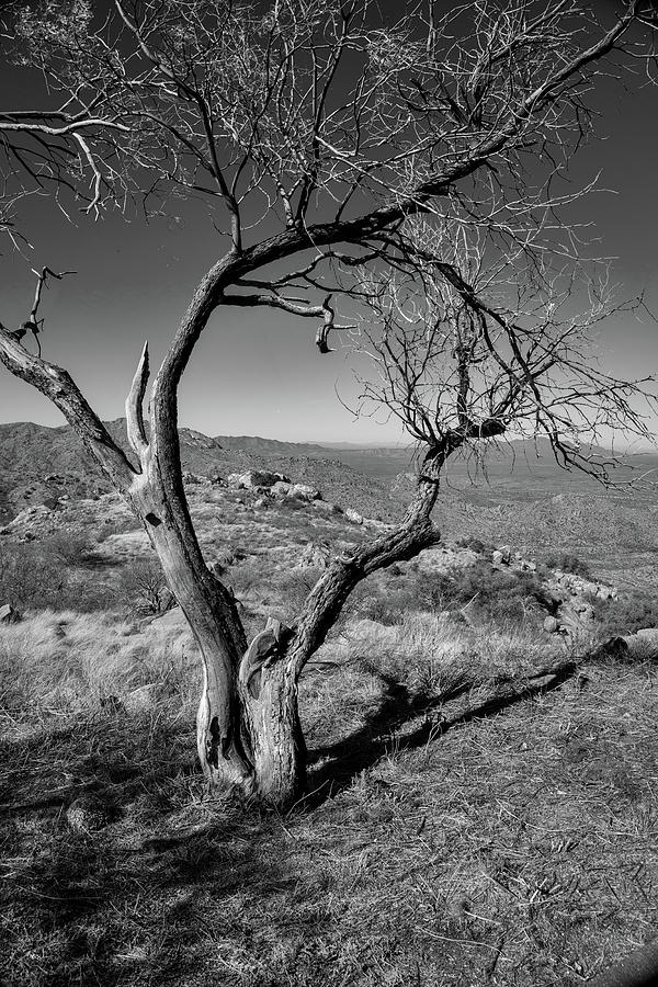 Black And White Photograph - Snag Tree Black and White by Gerald Mettler