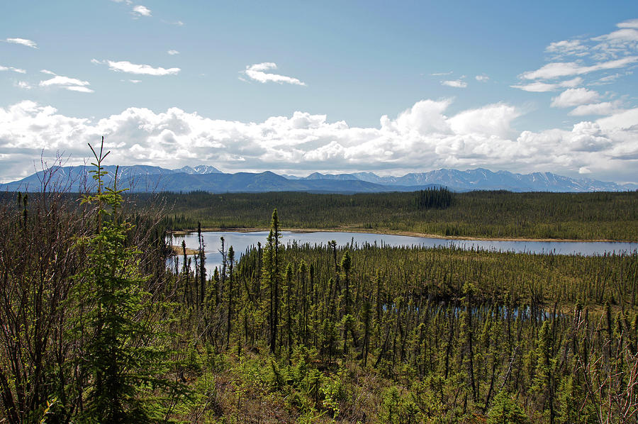 Snag Yukon Photograph by Robert Braley - Fine Art America