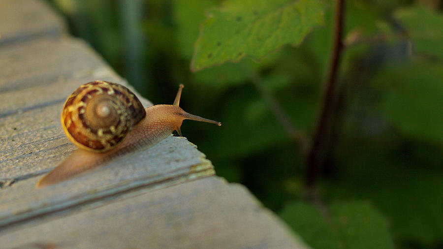 Snail 1 Photograph by Carol Jorgensen