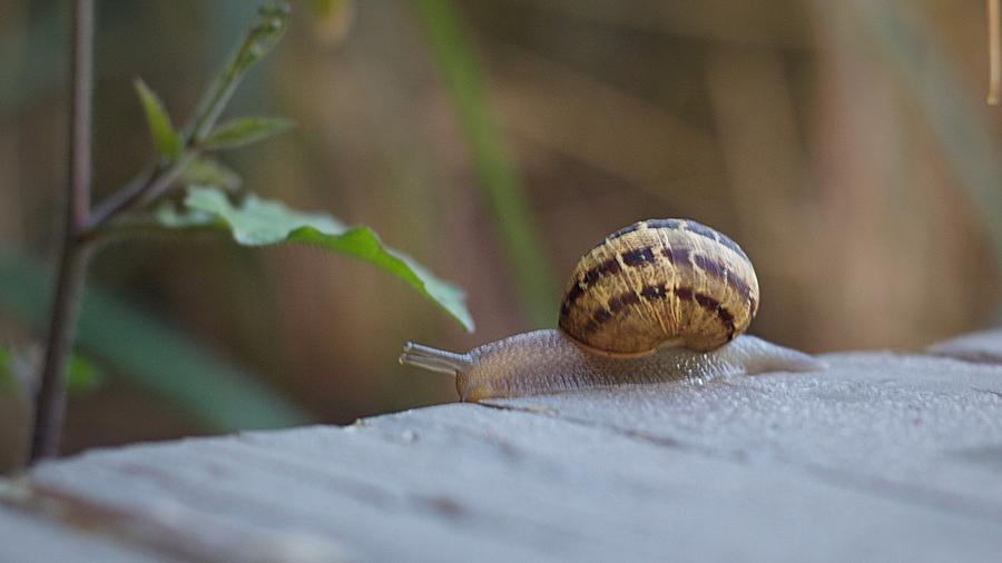 Snail 2 Photograph by Carol Jorgensen