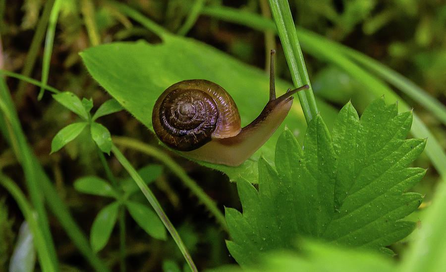 Snail alert Photograph by Trail's End Photography - Fine Art America