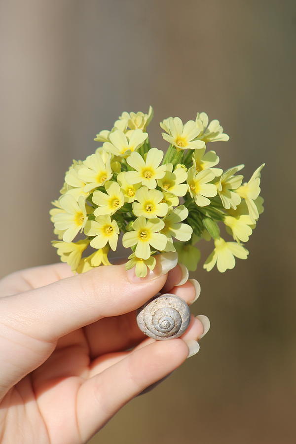 Snail and mountain cowslip Photograph by Yvonne M Smith