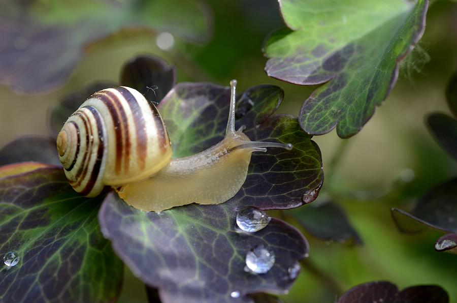 Snail Photograph by Avatarmin