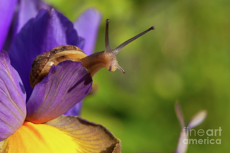 Snail close up on Purple Iris flower Photograph by Simon Bratt