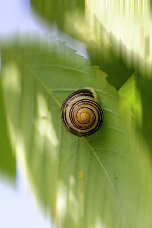Snail  Close  Up Portrait  Photograph by Aleksandrs Drozdovs