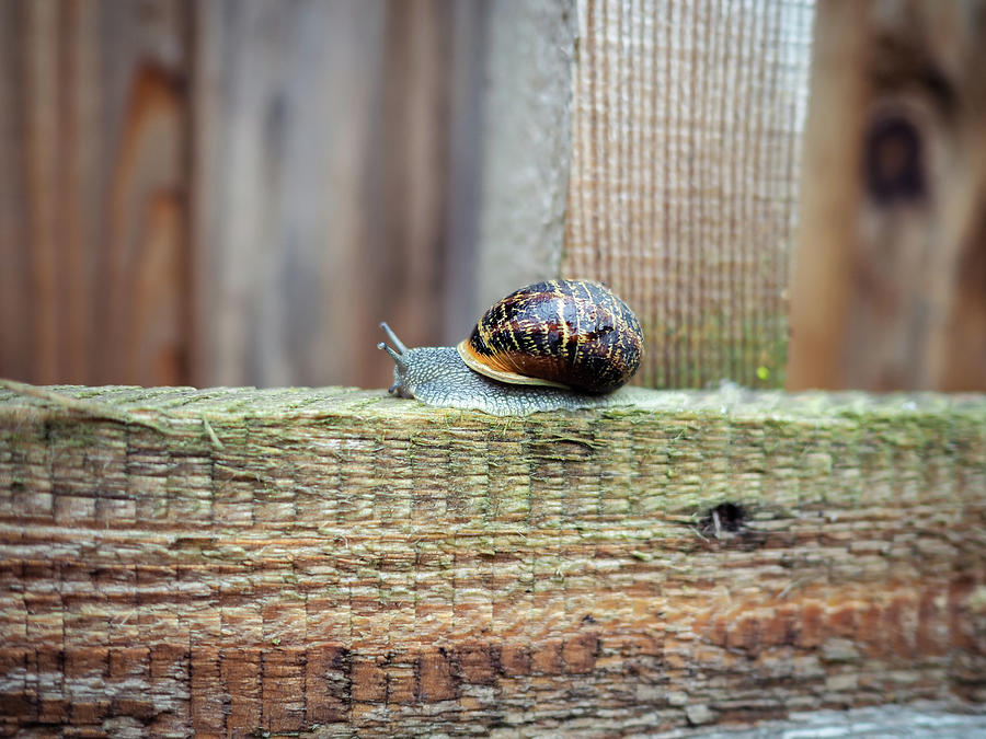 Snail Crawling Along A Wooden Pallet Photograph