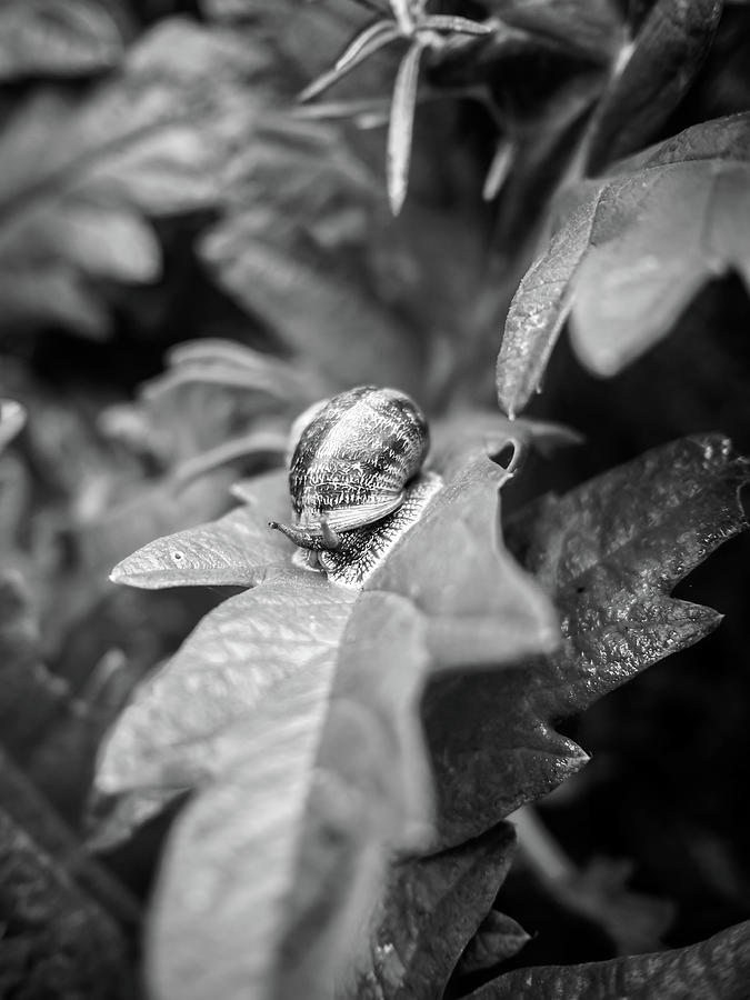 Snail Crawling On A Green Artichoke Leaf, Monochrome Photograph