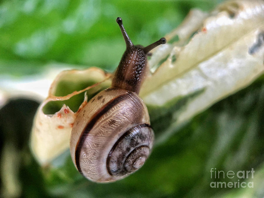 Snail Photograph by Diana Rajala