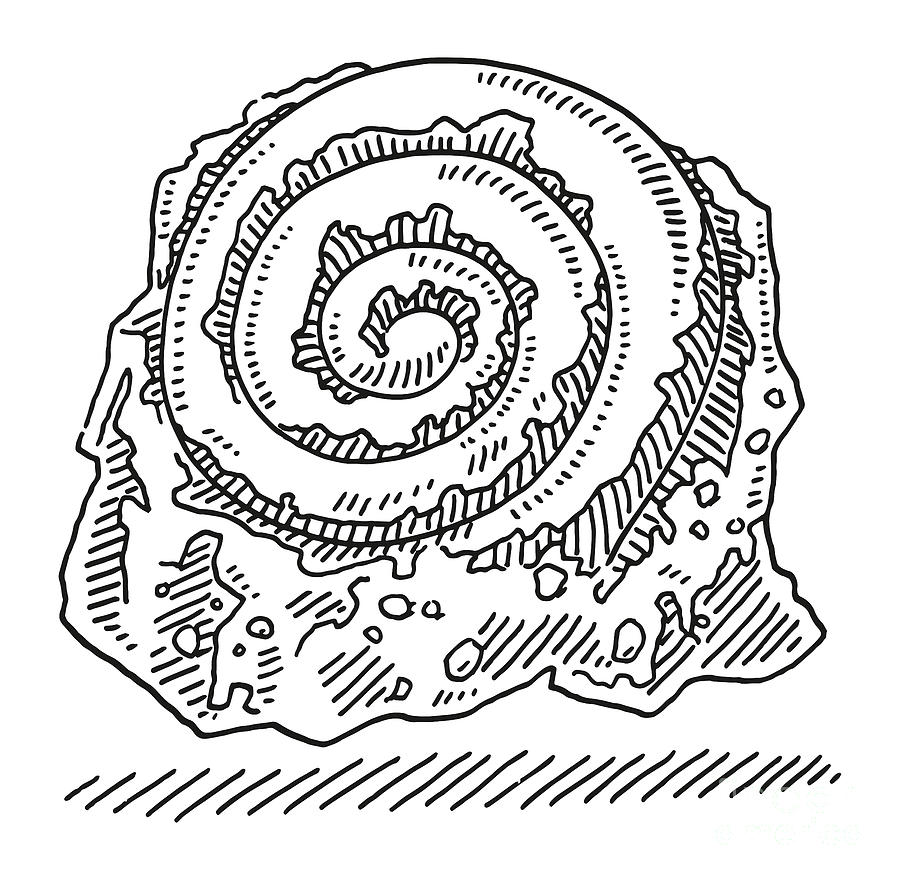 Snail Fossil Drawing Drawing by Frank Ramspott - Pixels