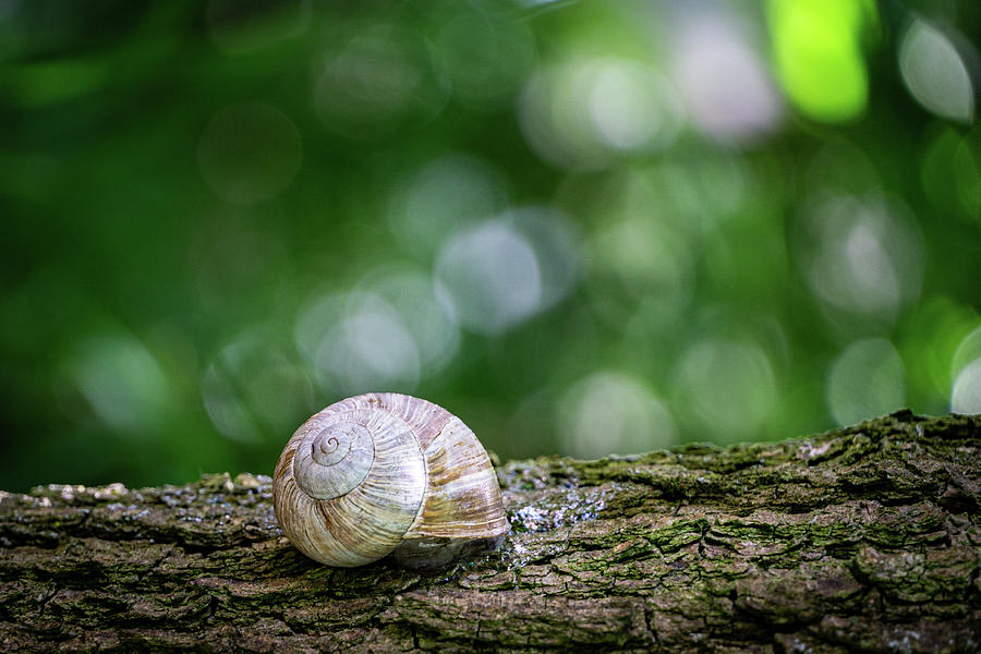 Snail Pyrography by Georgeta Andronachi - Fine Art America