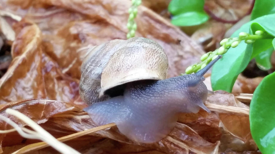 Snail gliding on the forest floor Photograph by Lisa Crawford - Fine ...