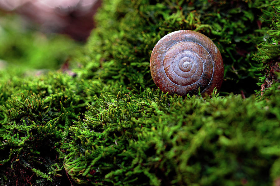 Snail hanging out in a forest on tree moss Photograph by David Ilzhoefer