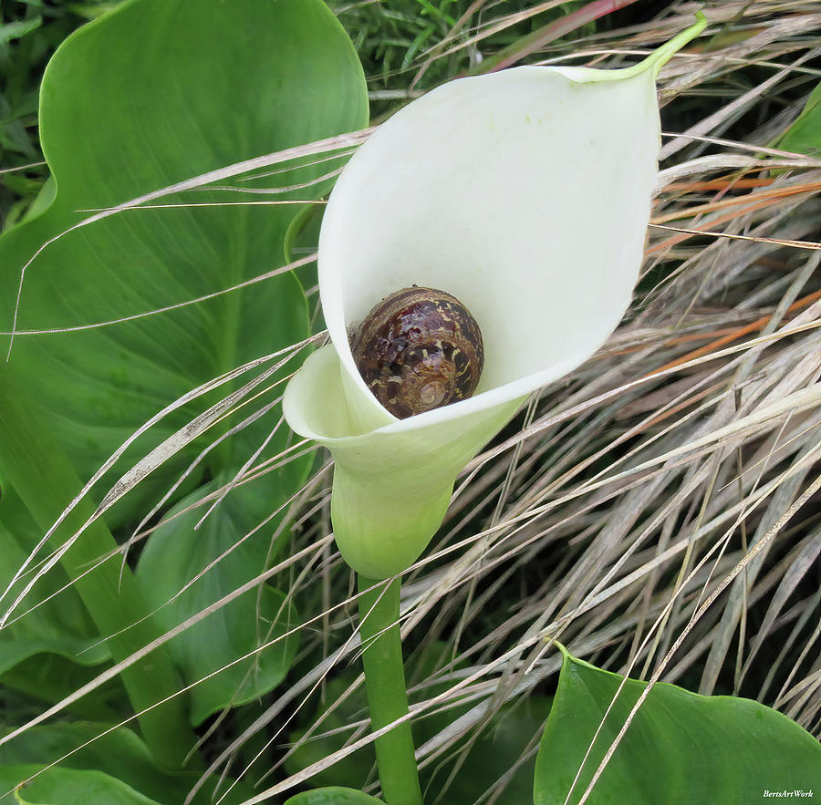 Snail In A Calle Lily Photograph